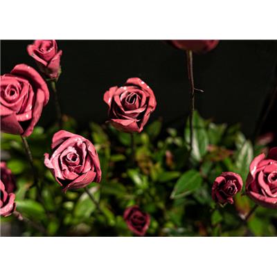 Rose & bouton