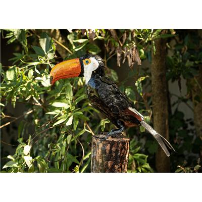 Toucan