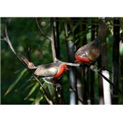Tuteur 2 Rouges-gorges sur branche