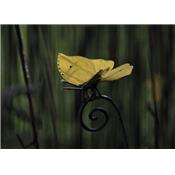 Tuteur papillon Citron de Provence