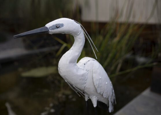 Aigrette blanche