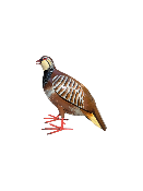 Perdrix rouge
