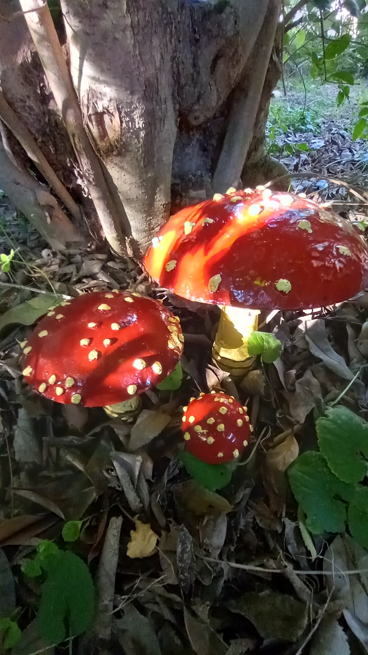 Champignons Amanites