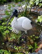 Ibis