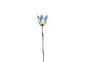 Campanule bleue  (à l'unité)