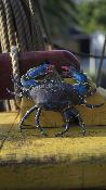 Crabe Porcelaine Bleu