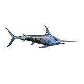 Swordfish