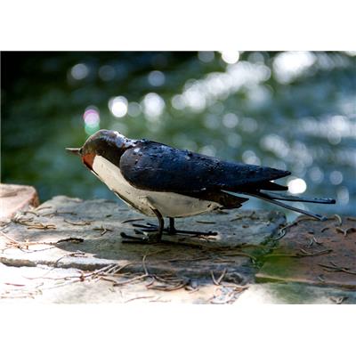 Hirondelle à fixer (ailes fermées)