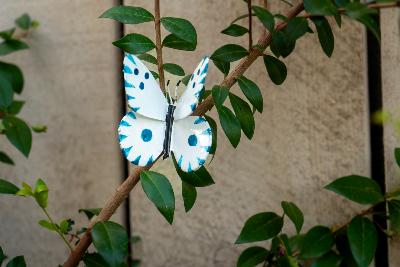 Papillon à fixer Atlantis