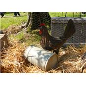 Poule "Rouille"