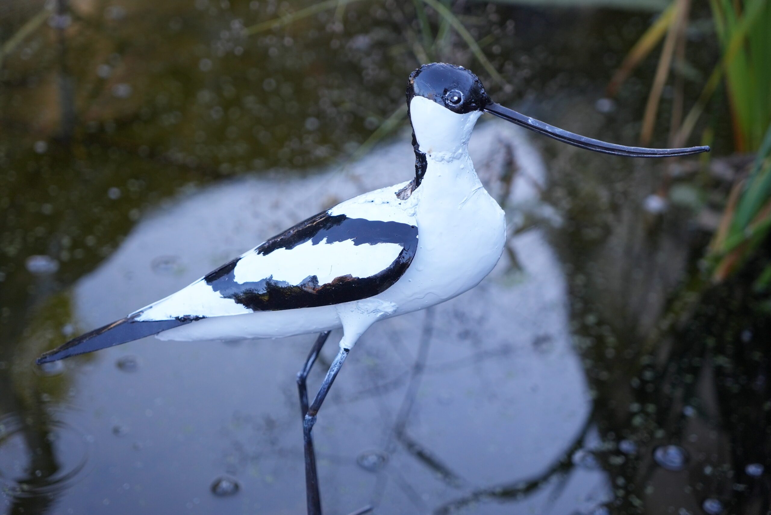 Avocette