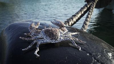 Crabe Porcelaine Blanc Nouveauté 2023