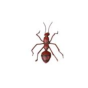 Red ant PM