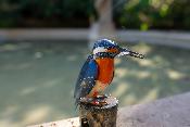 Kingfisher