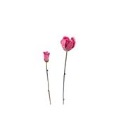Rose & bouton