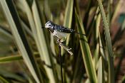 Plant stake Wagtail