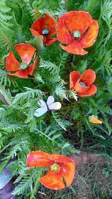 Pavots de Californie Bouquet de 5 + 1 bouton