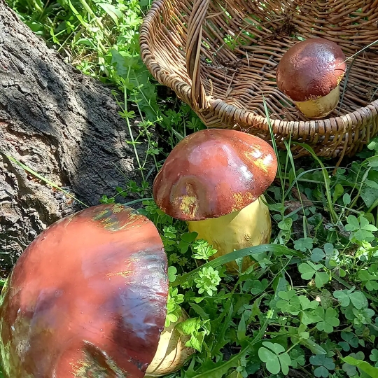 Champignons Cèpes