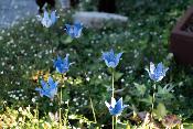 Campanule bleue  (à l'unité)