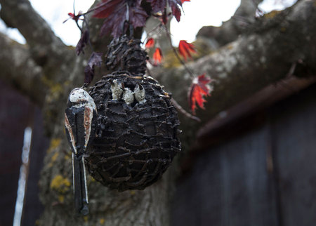 Bird nests