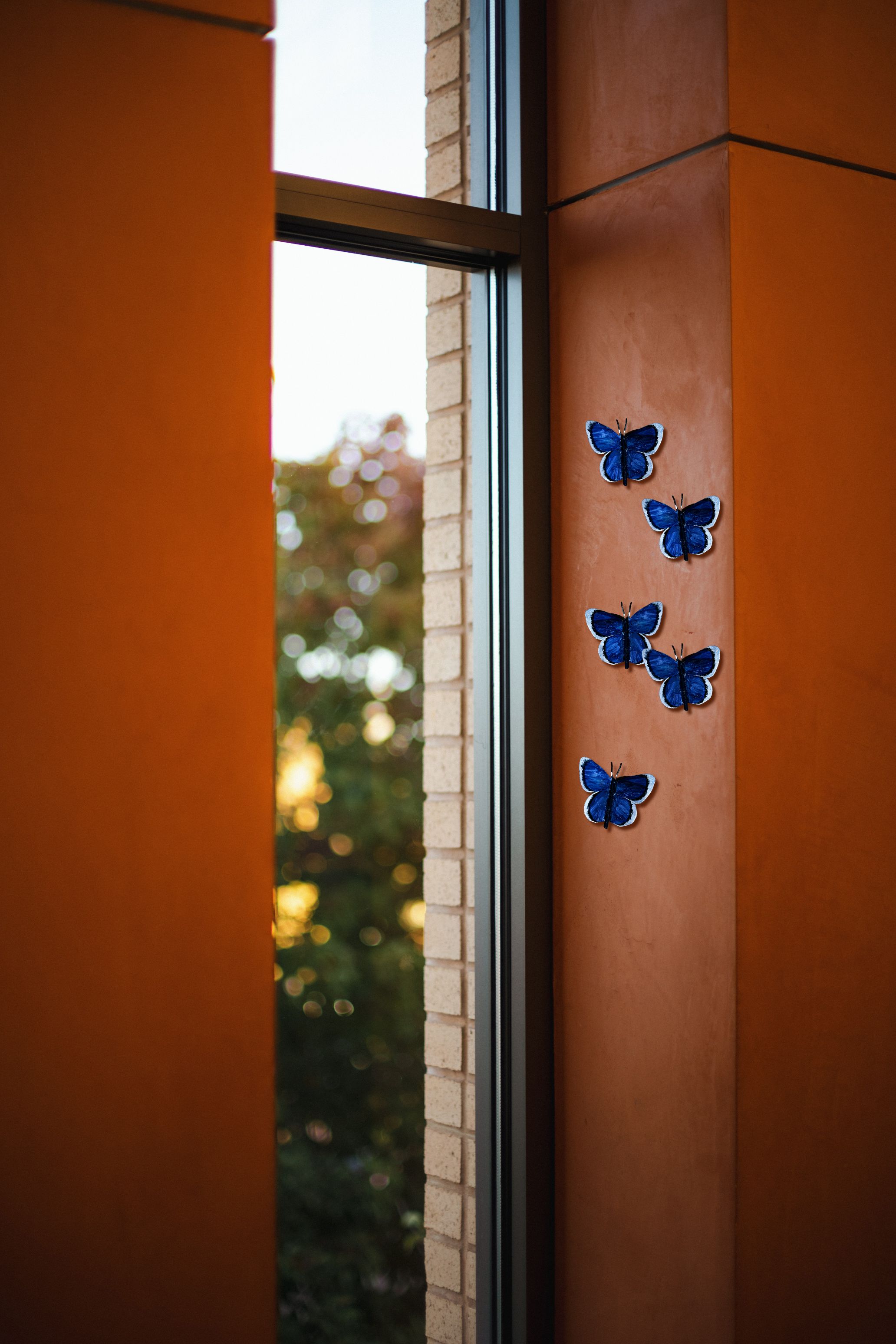 Papillon azuré du midi