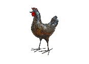 Hen