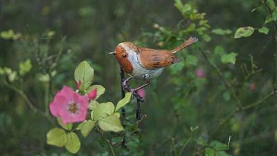 Plant stake flowerpot Robin